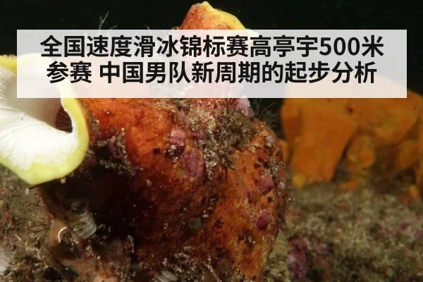 全国速度滑冰锦标赛高亭宇500米参赛 中国男队新周期的起步分析